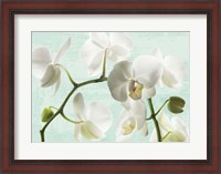 Framed Celadon Orchids