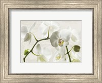 Framed Ivory Orchids