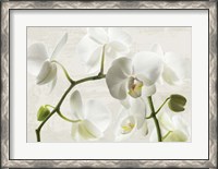 Framed Ivory Orchids