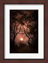 Framed Okavango Delta, Botswana Sunset Behind Tall Trees