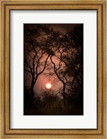 Framed Okavango Delta, Botswana Sunset Behind Tall Trees