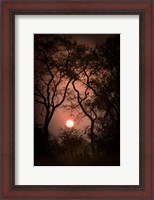 Framed Okavango Delta, Botswana Sunset Behind Tall Trees