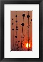 Framed Okavango Delta, Botswana Africa Thistles At Sunset