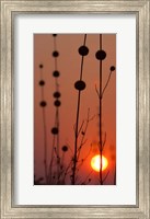 Framed Okavango Delta, Botswana Africa Thistles At Sunset