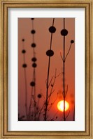 Framed Okavango Delta, Botswana Africa Thistles At Sunset