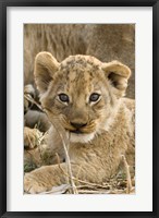 Framed Okavango Delta, Botswana A Close-Up Of A Lion Cub