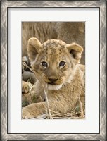 Framed Okavango Delta, Botswana A Close-Up Of A Lion Cub