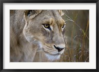 Framed Okavango Delta, Botswana Close-Up Of A Female Lion