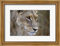 Framed Okavango Delta, Botswana Close-Up Of A Female Lion