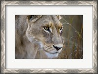 Framed Okavango Delta, Botswana Close-Up Of A Female Lion