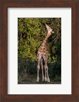 Framed Africa, Kenya, Nairobi, Langata, Hog Ranch