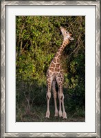 Framed Africa, Kenya, Nairobi, Langata, Hog Ranch