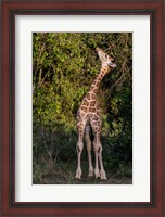 Framed Africa, Kenya, Nairobi, Langata, Hog Ranch