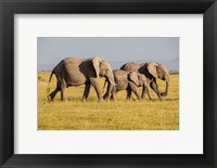 Framed Africa, Kenya, Amboseli National Park, Elephant