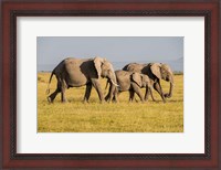 Framed Africa, Kenya, Amboseli National Park, Elephant