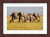 Framed Africa, Kenya, Amboseli National Park, Elephant