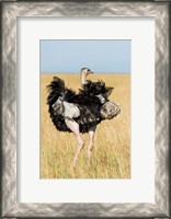 Framed Kenya, Maasai Mara. Masai Ostrich