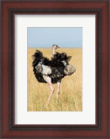 Framed Kenya, Maasai Mara. Masai Ostrich