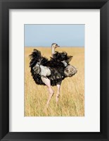 Framed Kenya, Maasai Mara. Masai Ostrich