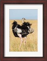 Framed Kenya, Maasai Mara. Masai Ostrich