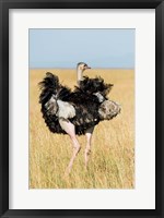 Framed Kenya, Maasai Mara. Masai Ostrich