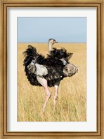 Framed Kenya, Maasai Mara. Masai Ostrich