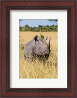 Framed Kenya, Maasai Mara National Reserve, Black Rhinoceros