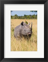 Framed Kenya, Maasai Mara National Reserve, Black Rhinoceros