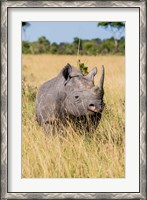 Framed Kenya, Maasai Mara National Reserve, Black Rhinoceros