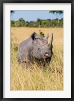 Framed Kenya, Maasai Mara National Reserve, Black Rhinoceros