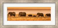 Framed Etosha National Park, Namibia, Elephants Walk In A Line At Sunset