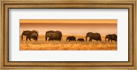 Framed Etosha National Park, Namibia, Elephants Walk In A Line At Sunset