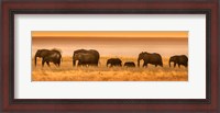 Framed Etosha National Park, Namibia, Elephants Walk In A Line At Sunset
