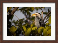 Framed Etosha National Park, Namibia, Yellow-Billed Hornbill Perched In A Tree