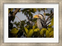 Framed Etosha National Park, Namibia, Yellow-Billed Hornbill Perched In A Tree