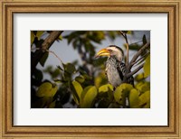 Framed Etosha National Park, Namibia, Yellow-Billed Hornbill Perched In A Tree