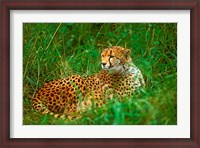 Framed Cheetah Lying In Grass On The Serengeti