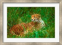 Framed Cheetah Lying In Grass On The Serengeti