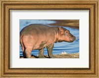 Framed Reddish Very Young Hippo Stands On Shoreline Of Lake Ndutu