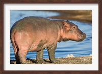 Framed Reddish Very Young Hippo Stands On Shoreline Of Lake Ndutu