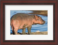 Framed Reddish Very Young Hippo Stands On Shoreline Of Lake Ndutu