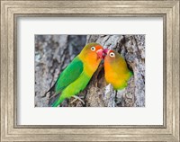 Framed Two Fischer's Lovebirds Nuzzle Each Other, Tanzania