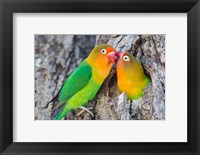 Framed Two Fischer's Lovebirds Nuzzle Each Other, Tanzania