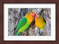 Framed Two Fischer's Lovebirds Nuzzle Each Other, Tanzania