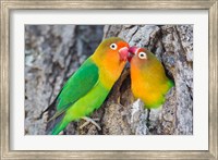 Framed Two Fischer's Lovebirds Nuzzle Each Other, Tanzania