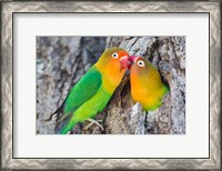 Framed Two Fischer's Lovebirds Nuzzle Each Other, Tanzania