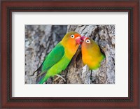 Framed Two Fischer's Lovebirds Nuzzle Each Other, Tanzania