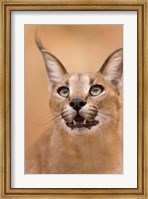 Framed Livingstone, Zambia Portrait Of A Caracal