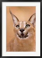 Framed Livingstone, Zambia Portrait Of A Caracal