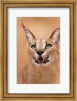 Framed Livingstone, Zambia Portrait Of A Caracal